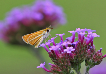 Southern Skipperling